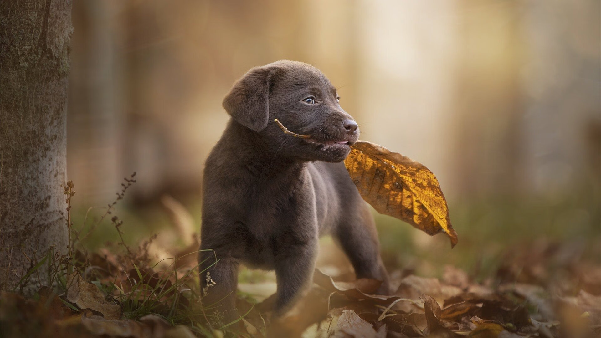 篮球运动员专项技术动作标准化培训课程设计,篮球专项技术动作名称