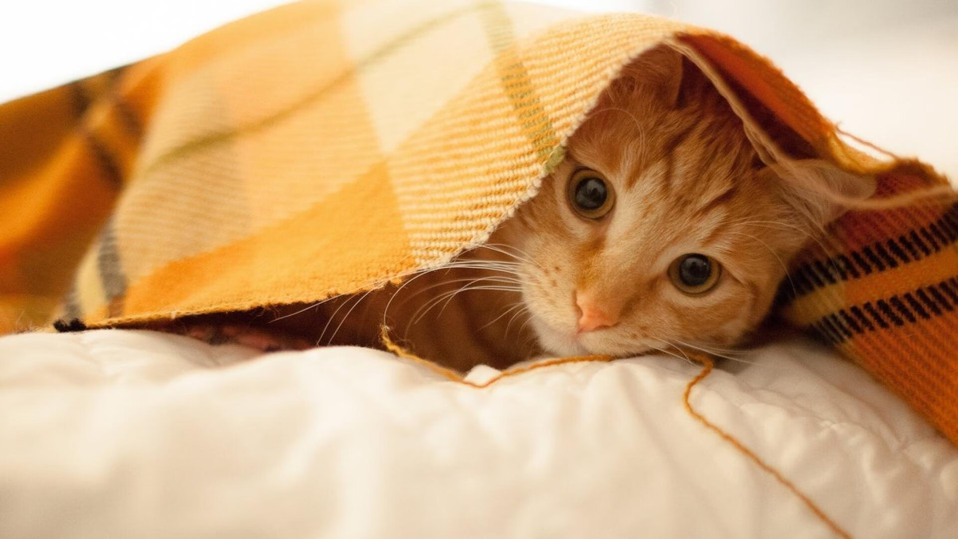 英超球队基于热图分析优化边路传中区域占位策略，英超 地图