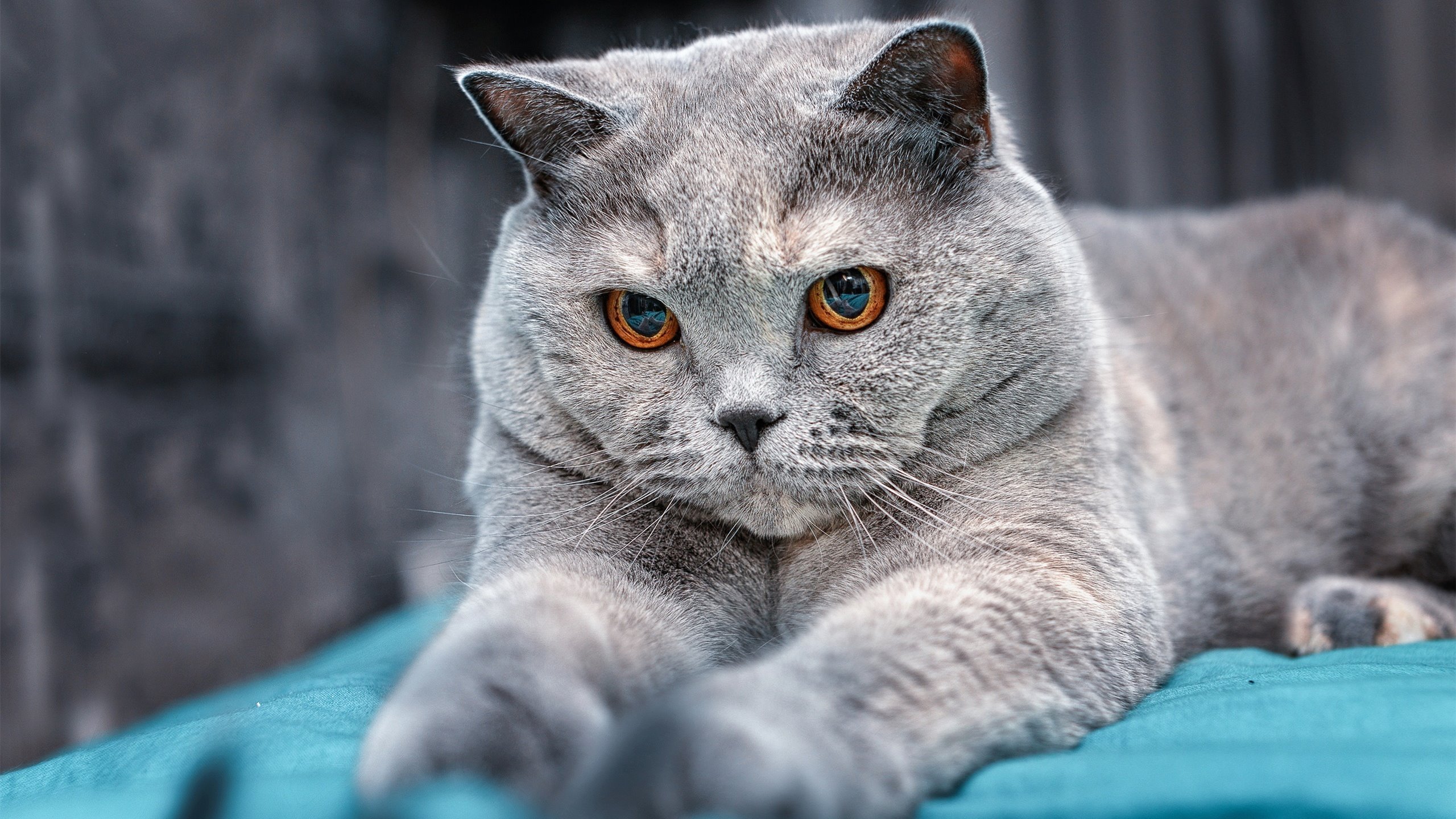 青年才俊：未来十年欧洲球坛的领军人物，欧洲年轻球员