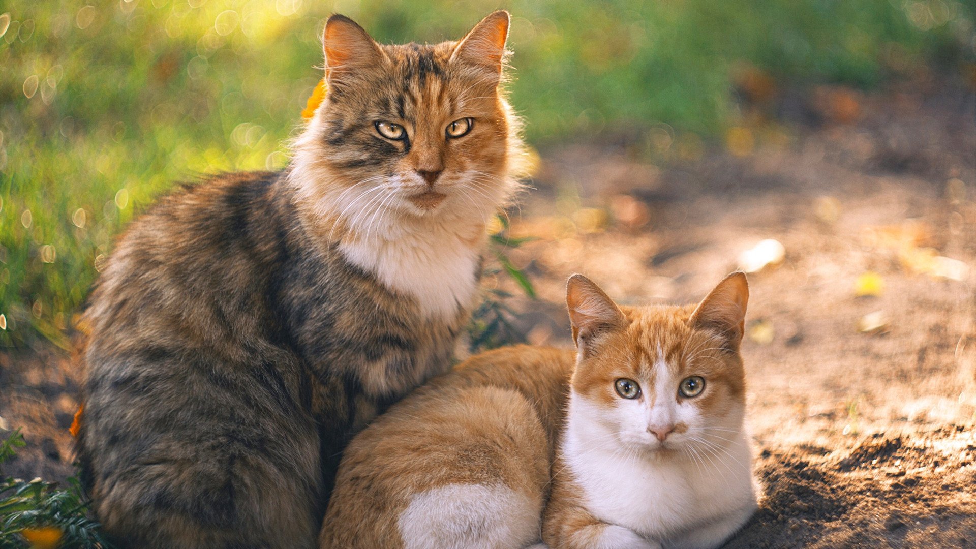 Kaiyun(中国)开云-100米自由泳划频与速度动态分析，100米 自由泳