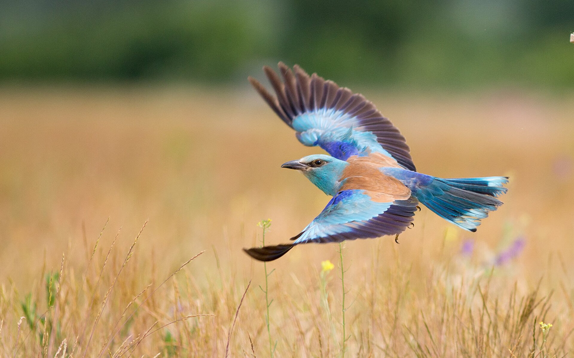 kaiyun.com-“高新体育中心武术赛：刀枪剑戟展现力量与美学的完美融合”