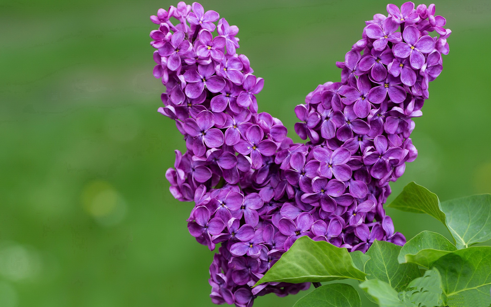 阿尔及利亚参加 FIBA Africa Cup 3×3 全胜首日开局，阿尔及利亚杯ds