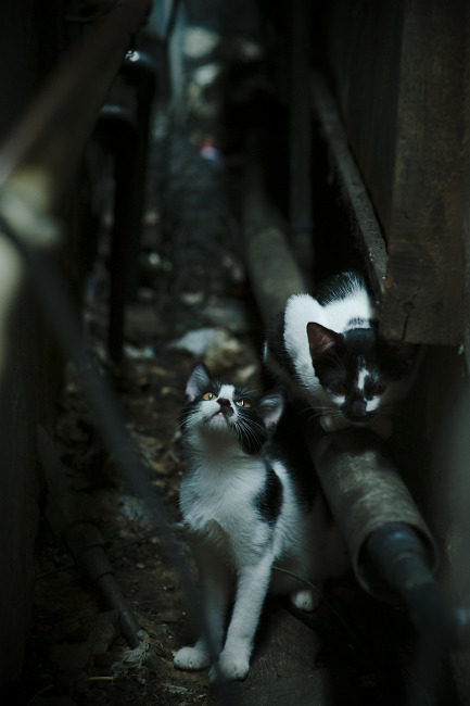 马竞体能储备或成比赛关键差异,马竞体能教练