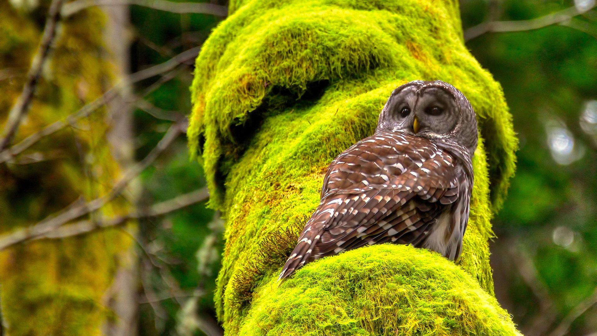 kaiyun体育app-南非橄榄球商业化运作逐步走向成熟，市场前景广阔，南非 橄榄球