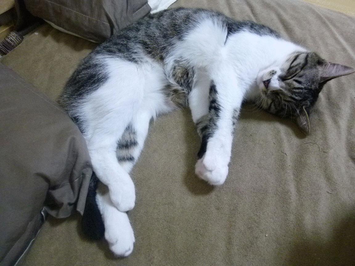 拜仁慕尼黑继续高歌猛进，德甲领跑稳定