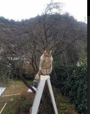 kaiyun官方网站-曹缘跳水动作协调优雅备受赞誉，跳水曹缘微博发文